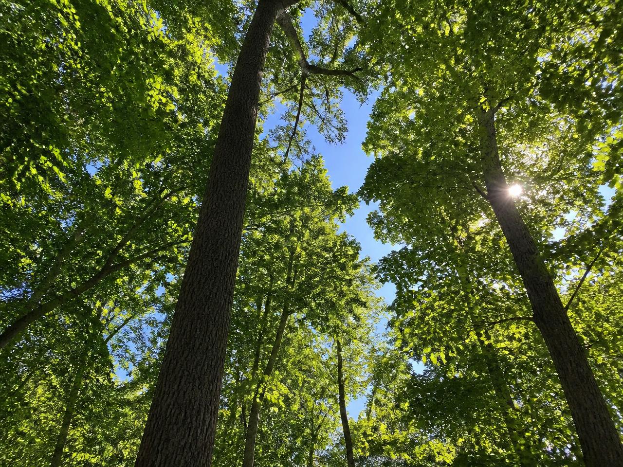 Sunlight through an oak and hickory canopy