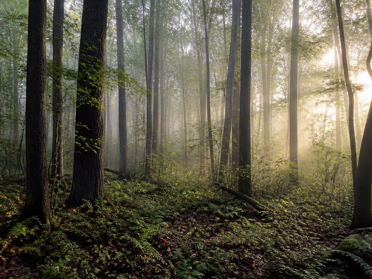 Morning mist between hardwood trunks in the hollow
